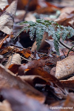 Highly dissected frond